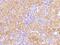 Fucose Mutarotase antibody, 13974-T24, Sino Biological, Immunohistochemistry frozen image 