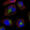 Vesicle-associated membrane protein 7 antibody, HPA036733, Atlas Antibodies, Immunofluorescence image 