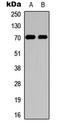 X-Ray Repair Cross Complementing 6 antibody, LS-B14791, Lifespan Biosciences, Western Blot image 