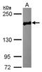 Enhancer Of MRNA Decapping 4 antibody, NBP2-16267, Novus Biologicals, Western Blot image 