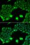 SSX Family Member 2B antibody, orb247726, Biorbyt, Immunofluorescence image 