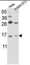Putative RNA-binding protein 3 antibody, AP17710PU-N, Origene, Western Blot image 