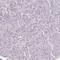 Transcriptional Regulating Factor 1 antibody, HPA059943, Atlas Antibodies, Immunohistochemistry paraffin image 