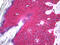 Fibroblast growth factor receptor 2 antibody, 51-704, ProSci, Immunohistochemistry frozen image 