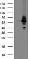 Diphthamide Biosynthesis 2 antibody, TA504852AM, Origene, Western Blot image 