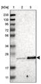 Testis Expressed 261 antibody, PA5-53462, Invitrogen Antibodies, Western Blot image 