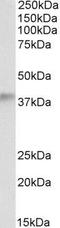 Alcohol dehydrogenase class-3 antibody, GTX89162, GeneTex, Western Blot image 