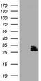 BCL10 Immune Signaling Adaptor antibody, TA800455BM, Origene, Western Blot image 