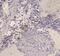 CD209 Molecule antibody, A01025-2, Boster Biological Technology, Immunohistochemistry frozen image 