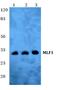 Myeloid leukemia factor 1 antibody, PA5-75533, Invitrogen Antibodies, Western Blot image 