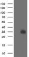 Serine dehydratase-like antibody, NBP2-45978, Novus Biologicals, Western Blot image 