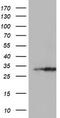 Exosome complex exonuclease RRP42 antibody, TA504226, Origene, Western Blot image 