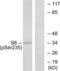 Ribosomal Protein S6 antibody, LS-C117473, Lifespan Biosciences, Western Blot image 