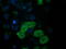 Ras Association Domain Family Member 1 antibody, LS-C172733, Lifespan Biosciences, Immunofluorescence image 