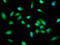 Pirin antibody, LS-C672320, Lifespan Biosciences, Immunofluorescence image 