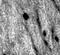 Bassoon Presynaptic Cytomatrix Protein antibody, MA1-20689, Invitrogen Antibodies, Immunohistochemistry frozen image 