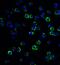 Melanoma-associated antigen 4 antibody, GTX31620, GeneTex, Immunofluorescence image 