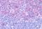 C-C chemokine receptor type 3 antibody, MBS247856, MyBioSource, Immunohistochemistry frozen image 