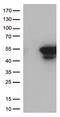 Cyclin Dependent Kinase 15 antibody, CF811953, Origene, Western Blot image 