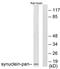 Synuclein Alpha antibody, TA311770, Origene, Western Blot image 