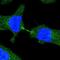 Microtubule Associated Scaffold Protein 2 antibody, NBP1-86604, Novus Biologicals, Immunocytochemistry image 