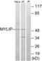 Myosin Regulatory Light Chain Interacting Protein antibody, LS-C119933, Lifespan Biosciences, Western Blot image 