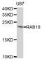 RAB10, Member RAS Oncogene Family antibody, STJ25252, St John