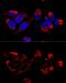 Cytochrome b-c1 complex subunit 9 antibody, GTX66006, GeneTex, Immunocytochemistry image 