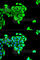 BAI1 Associated Protein 2 antibody, A5337, ABclonal Technology, Immunofluorescence image 