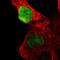 Putative transcription factor Ovo-like 1 antibody, HPA003984, Atlas Antibodies, Immunocytochemistry image 