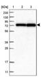 HECT Domain E3 Ubiquitin Protein Ligase 2 antibody, PA5-58096, Invitrogen Antibodies, Western Blot image 