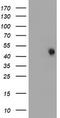 Forkhead Box I1 antibody, TA800139, Origene, Western Blot image 