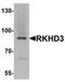 Mex-3 RNA Binding Family Member B antibody, orb75711, Biorbyt, Western Blot image 