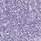 Prenylcysteine Oxidase 1 Like antibody, HPA038402, Atlas Antibodies, Immunohistochemistry frozen image 