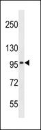 Solute Carrier Family 8 Member A3 antibody, 56-660, ProSci, Western Blot image 