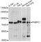 PABP-1 antibody, A01877, Boster Biological Technology, Western Blot image 