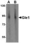 GLE1 RNA Export Mediator antibody, LS-B3868, Lifespan Biosciences, Western Blot image 