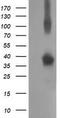 Non-Homologous End Joining Factor 1 antibody, CF502003, Origene, Western Blot image 