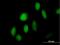 Zinc Finger Protein 473 antibody, H00025888-B01P, Novus Biologicals, Immunofluorescence image 