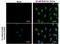 BrdU antibody, PA5-32256, Invitrogen Antibodies, Immunofluorescence image 