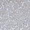 Polypeptide N-acetylgalactosaminyltransferase 6 antibody, PA5-53552, Invitrogen Antibodies, Immunohistochemistry frozen image 