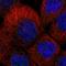 Solute Carrier Family 22 Member 13 antibody, NBP1-82502, Novus Biologicals, Immunofluorescence image 