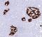 CD68 Molecule antibody, orb248275, Biorbyt, Immunohistochemistry paraffin image 