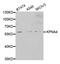 Karyopherin Subunit Alpha 4 antibody, MBS129433, MyBioSource, Western Blot image 