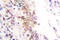 Gbp antibody, LS-C176341, Lifespan Biosciences, Immunohistochemistry frozen image 