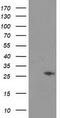 Cyclin Dependent Kinase Inhibitor 3 antibody, LS-C173319, Lifespan Biosciences, Western Blot image 