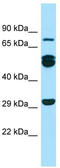 Rab11 family-interacting protein 1 antibody, TA337977, Origene, Western Blot image 