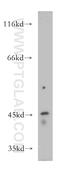 LIM Homeobox 5 antibody, 21567-1-AP, Proteintech Group, Western Blot image 