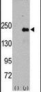 C-Jun-amino-terminal kinase-interacting protein 4 antibody, PA5-14166, Invitrogen Antibodies, Western Blot image 