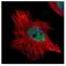 WRN RecQ Like Helicase antibody, NBP1-31895, Novus Biologicals, Immunofluorescence image 